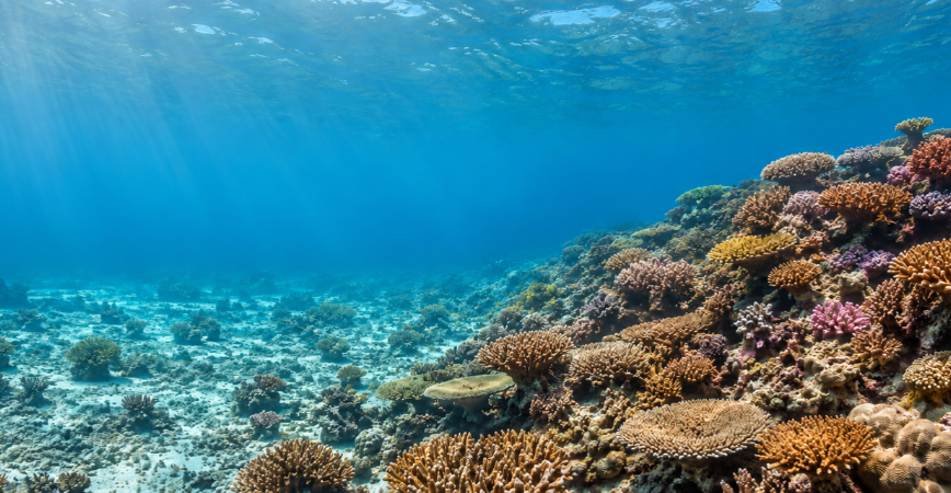WKK Green Campaign 2026: Koraalherstel in Indonesië