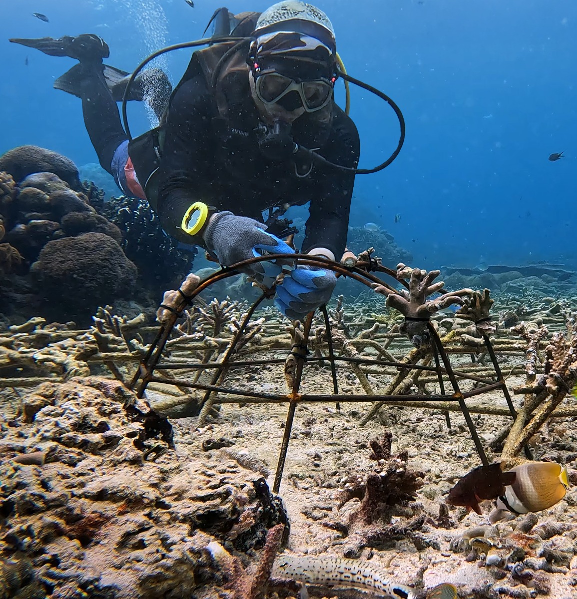 Herstel van een beschadigd koraalrif bij Nusa Penida
